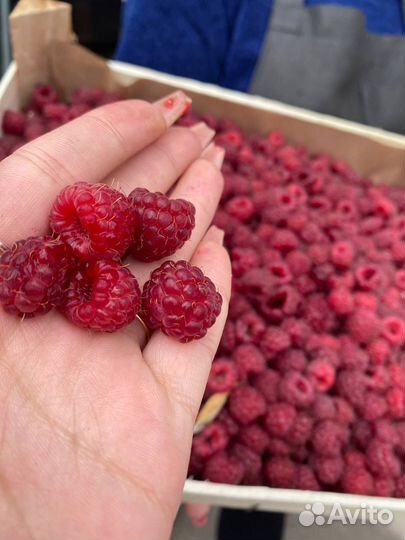 Малина Киргизии ящик 26-27 июля