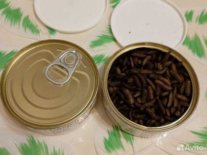 Кормовые насекомые