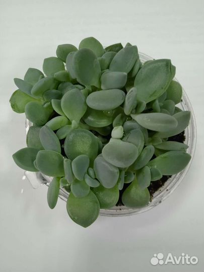 Суккуленты