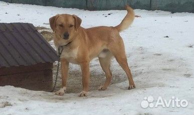 Рыженький в добрые руки