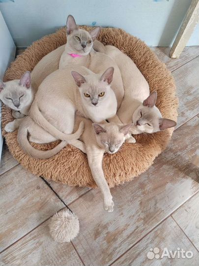 Бурма-детки клубные