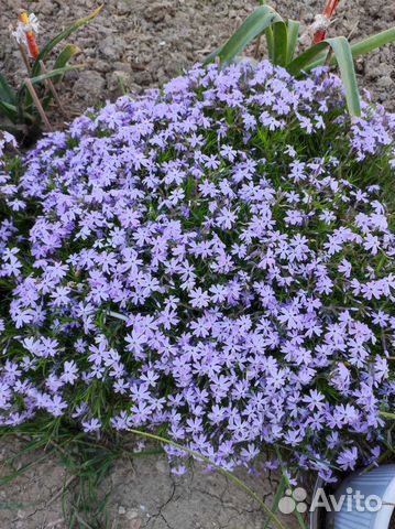 Флокс шиловидный, очитки, гибискус, пассифлора