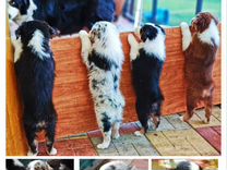 Австралийская овчарка аусси щенки купить