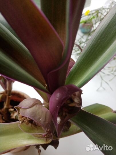 Традесканция рео-разноцветная