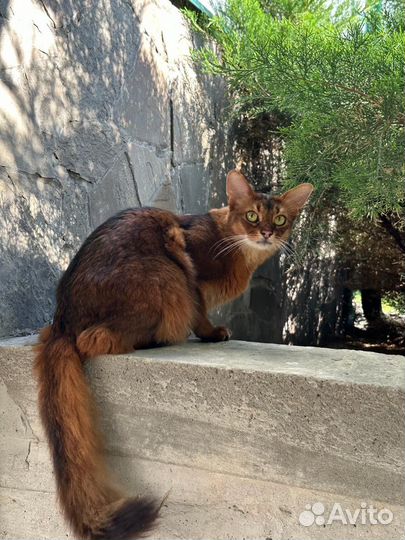 Кот Сомали в добрые руки