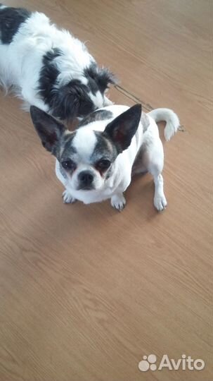 Вязка чихуахуа