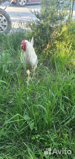 Петух