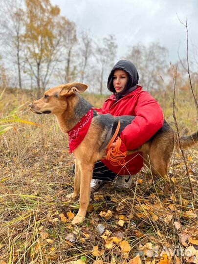 Добрейшей души пес ищет дом