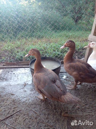 Мускусная утка