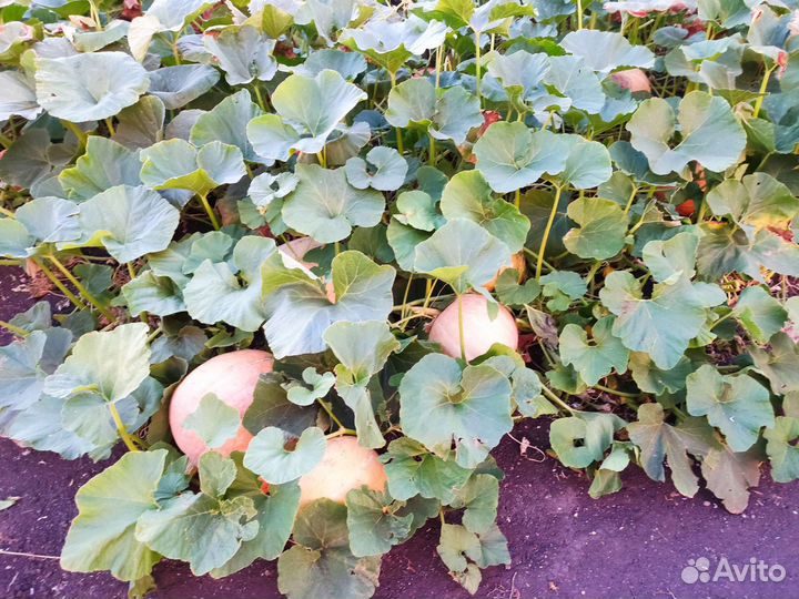 Тыква оптом