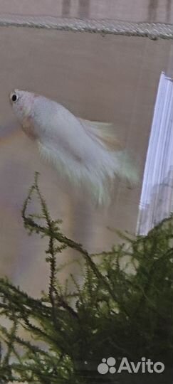 Рыбка петушок самец