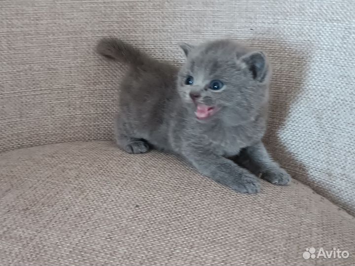 Шотландские прямоухие котята