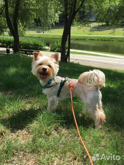 Догситтер/ передержка животных