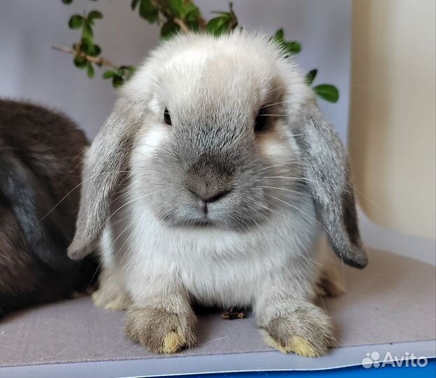 Крольчата полуминилоп, F2 декоративный карликовый