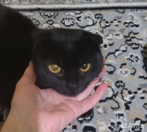 Кошка