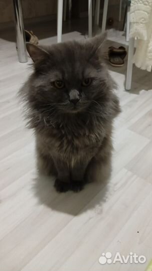 Кот