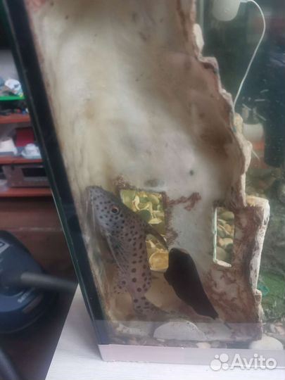 Аквариумные рыбки сомы синодонтисы