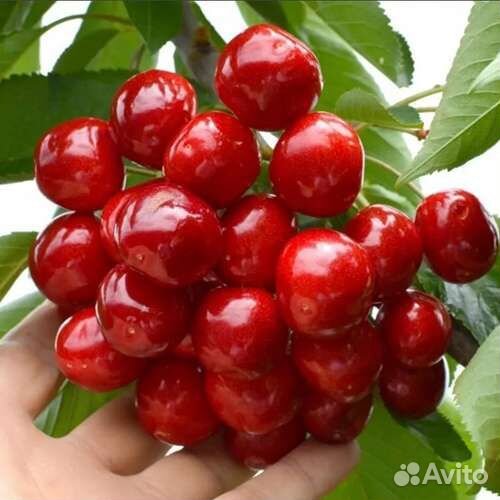 Саженцы черешни Гигант Ред