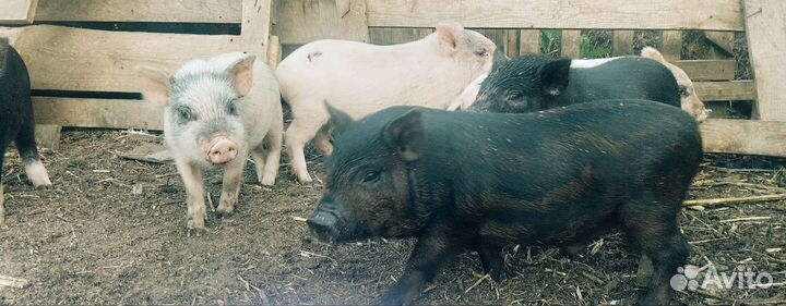 Поросята кастрированные