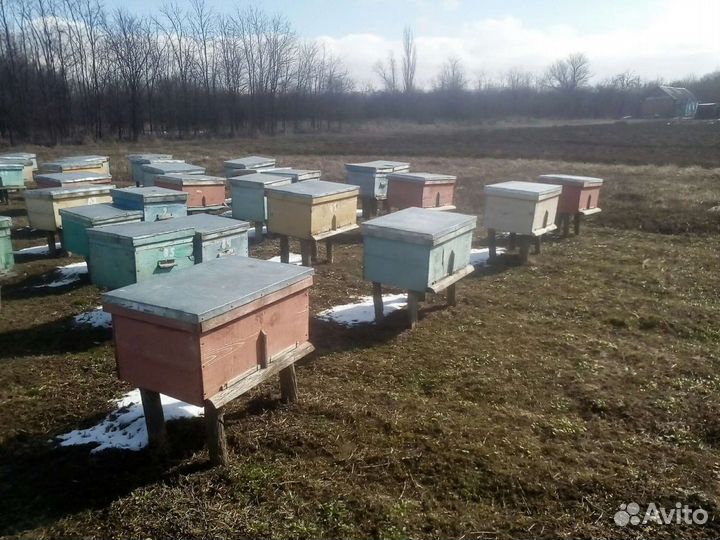 Продаю улья лежаки 20 штук цена договорная