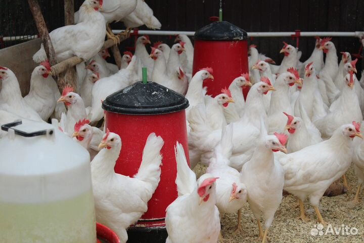 Куры молодки несушки