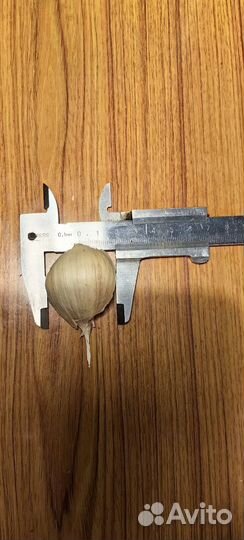 Чеснок озимый