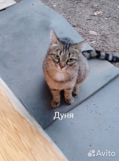 Котенок Люся
