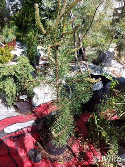 Pinus sylvestris Gold Coin