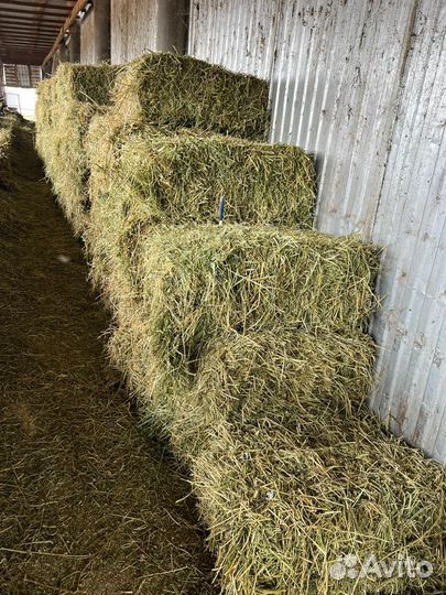 Сено люцерны в тюках
