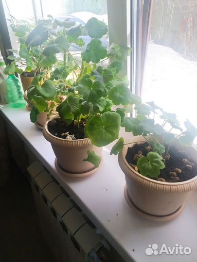 Декабрист белый