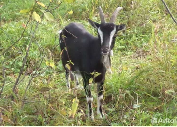 Коза на мясо