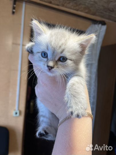Котята пушистые в дар