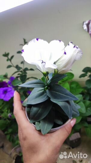 Эустома цветущая блюрим нискорослая