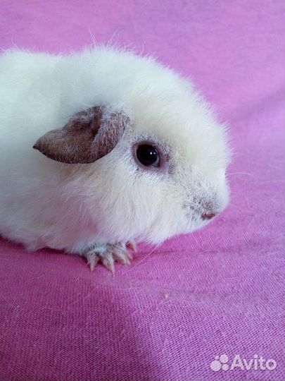 Морская свинка американский тедди