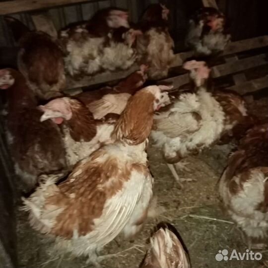 Куры несушки