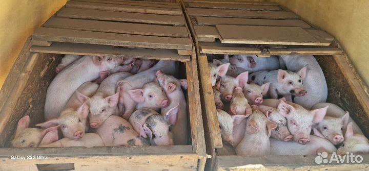Поросята