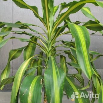 Драцена Фрагранс Годен Кост,Гинура и другие цветы