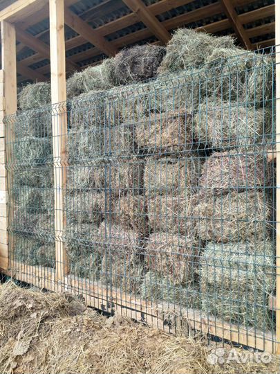 Сено свежий укос 2024 г
