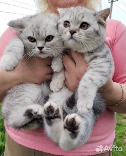 Британские котята