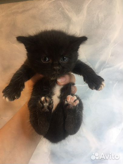 Котята от 