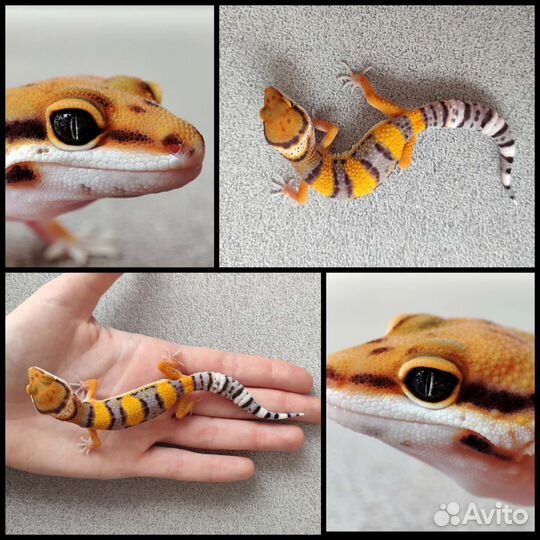 Эублефары 2023