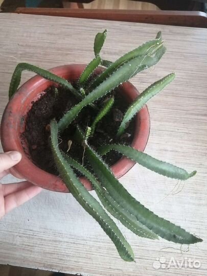 Растение питахайя