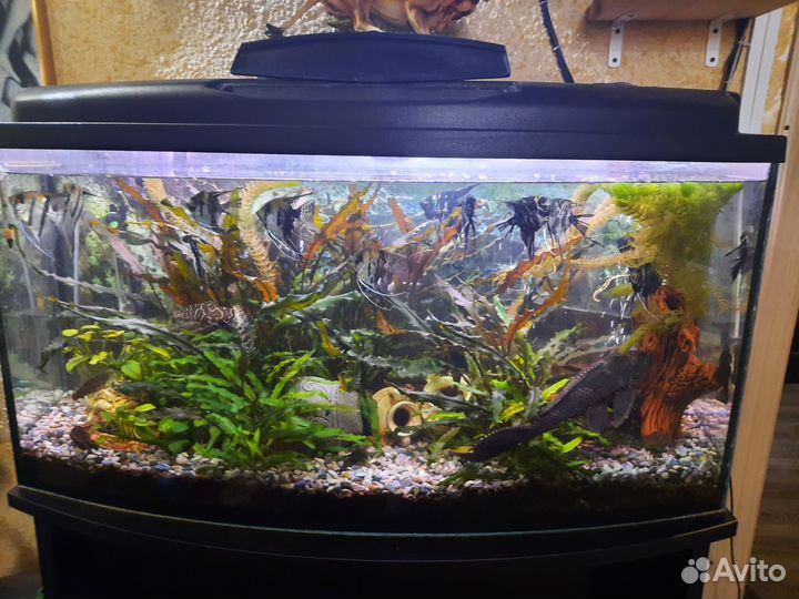 Аквариум с тумбой на 250 л