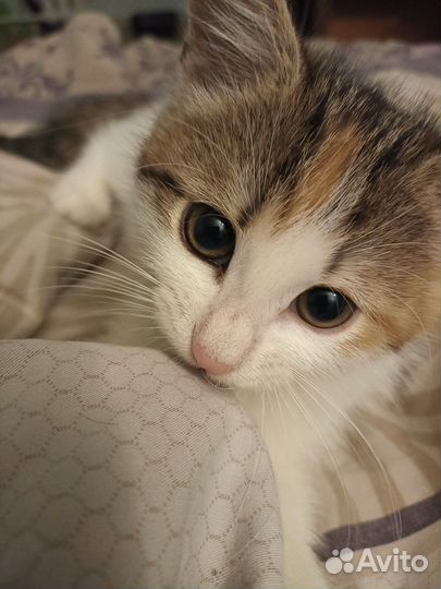 Кошка в дар бесплатно