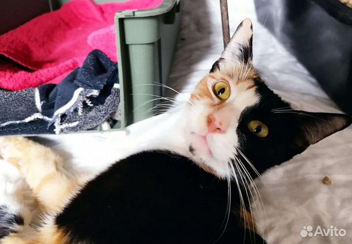 Кошка в дар