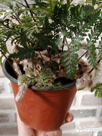 Давалия (папоротник )