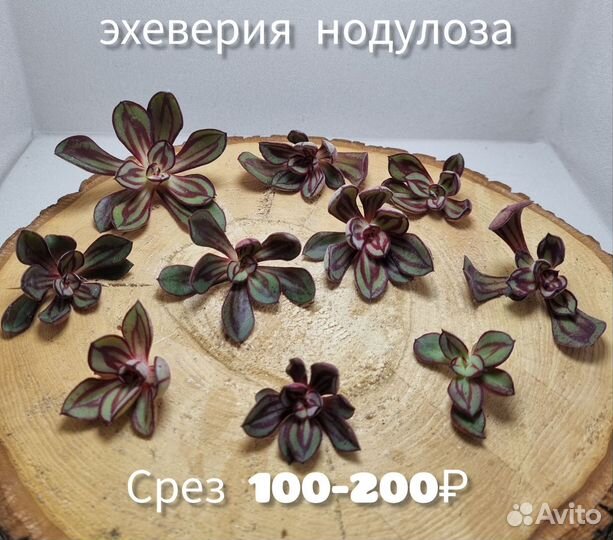 Суккуленты