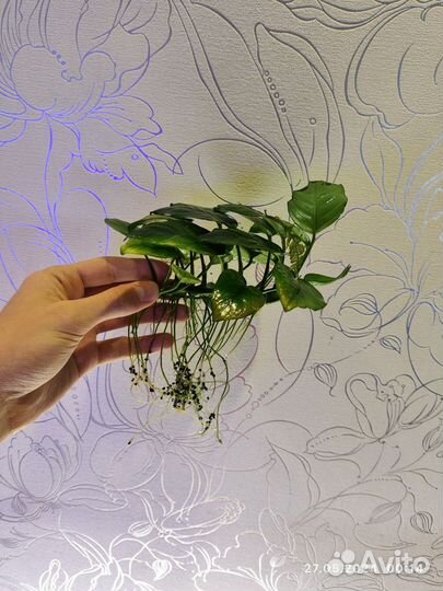 Аквариумные растения Анубиас, мох рождественский