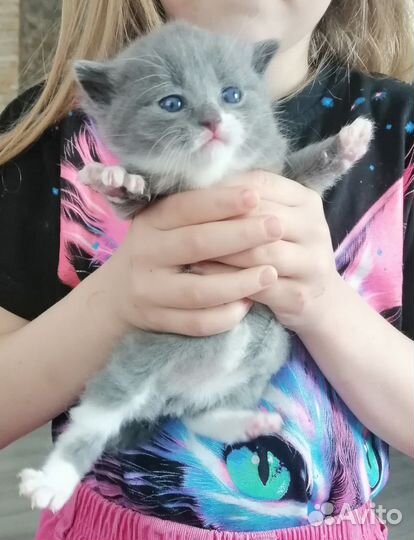 Котята