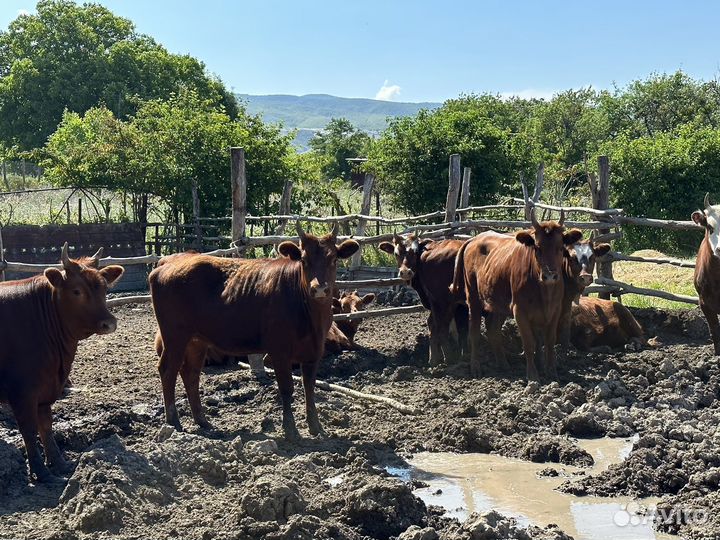 Коровы и телки